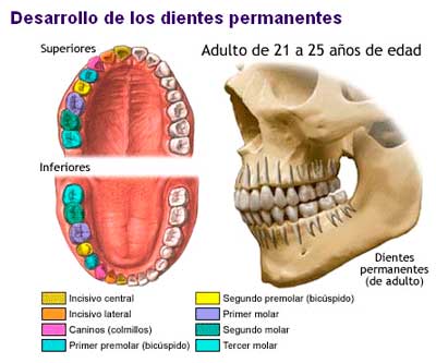 A que edad erupcionan las muelas del juicio