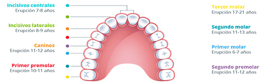 Cronología erupción dental